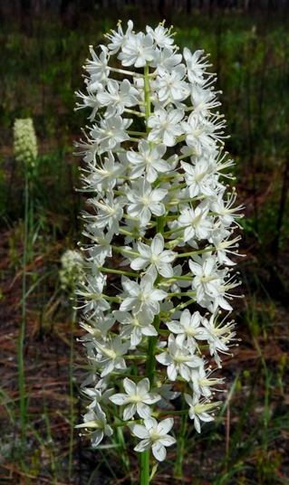 {Stenanthium densum}